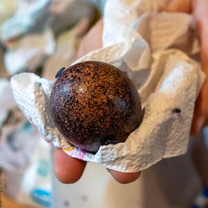 Foto: (c) Klaus Stevens