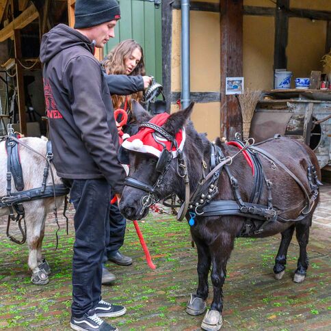 Ein Esel mit Weihnachtsmütze wird auf dem Tuppenhof in Kaarst von zwei Personen liebevoll vorbereitet.