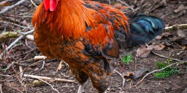 Dieser noch namenlose Hahn ist der neue „Boss“ auf dem Tuppenhof. Ausgebrütet wurde er per Inkubator von einem fünfjährigen Jungen.