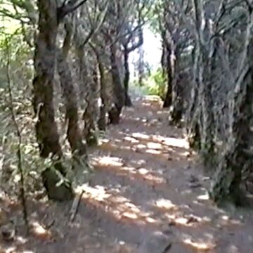 Eibenallee im historischen Bauerngarten