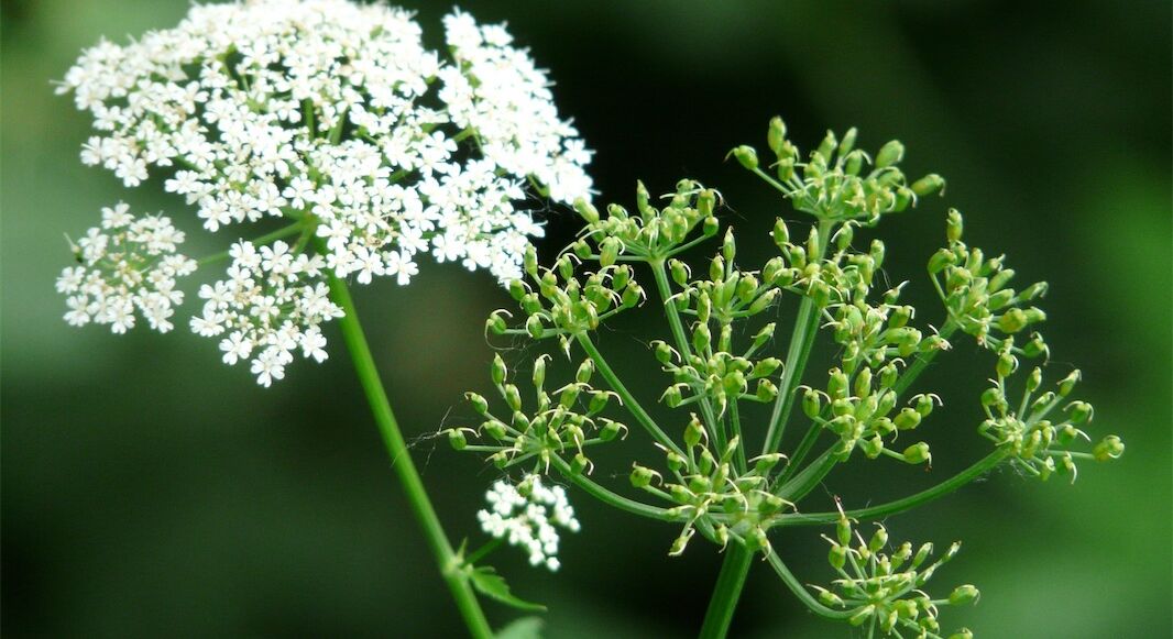 Giersch und Co – ein Segen in der Küche; Foto: pixabay